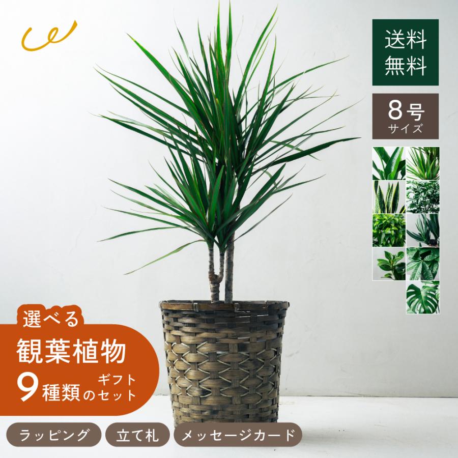 観葉植物 選べる8号鉢と鉢カバーのセットA ギフト プレゼント おしゃれ
