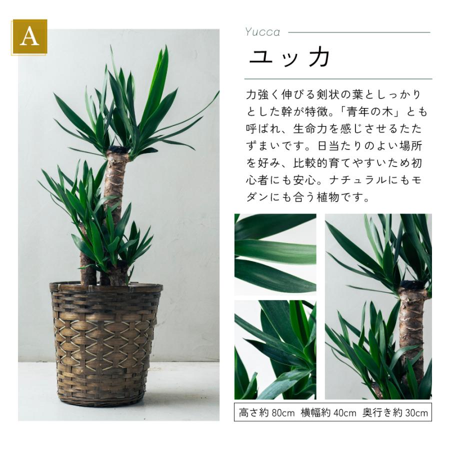 観葉植物 選べる8号鉢と鉢カバーのセットB ギフト プレゼント おしゃれ