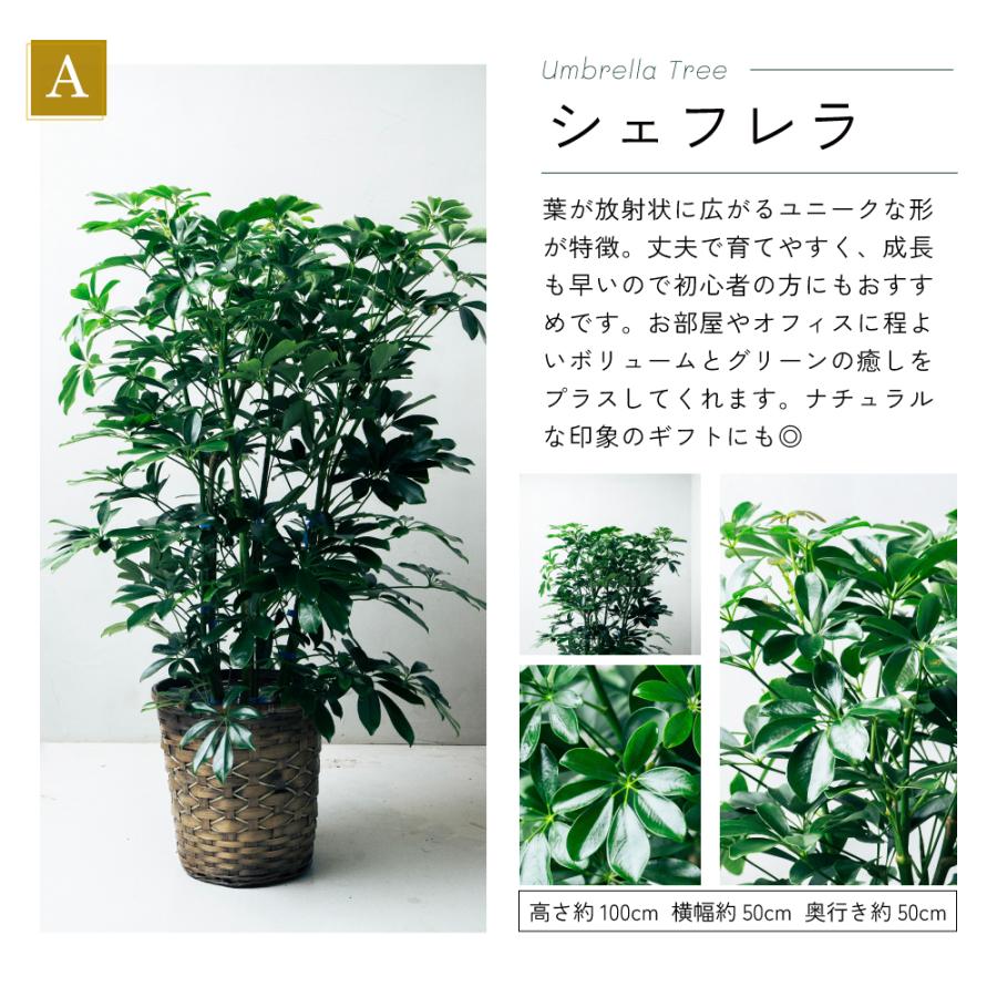 ユッカ 観葉植物 鉢植え 複数セット 観葉植物 選べる8号鉢と鉢カバーのセットA ギフト プレゼント おしゃれ