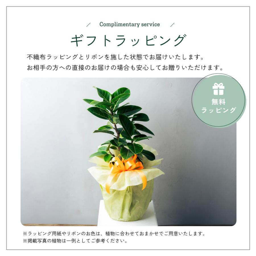 観葉植物 選べる8号鉢と鉢カバーのセットA ギフト プレゼント おしゃれ