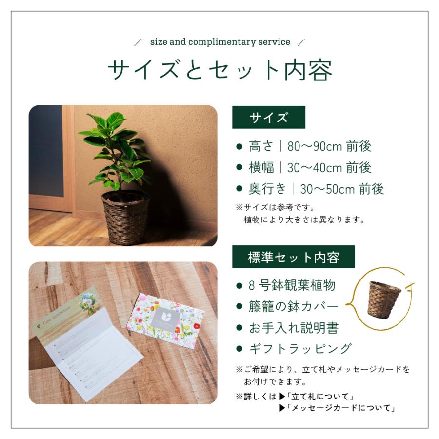 観葉植物 選べる8号鉢と鉢カバーのセットA ギフト プレゼント おしゃれ