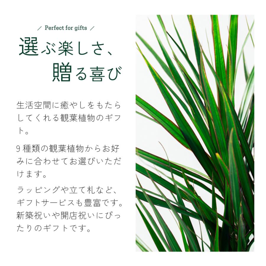 観葉植物 選べる8号鉢と鉢カバーのセットA ギフト プレゼント おしゃれ