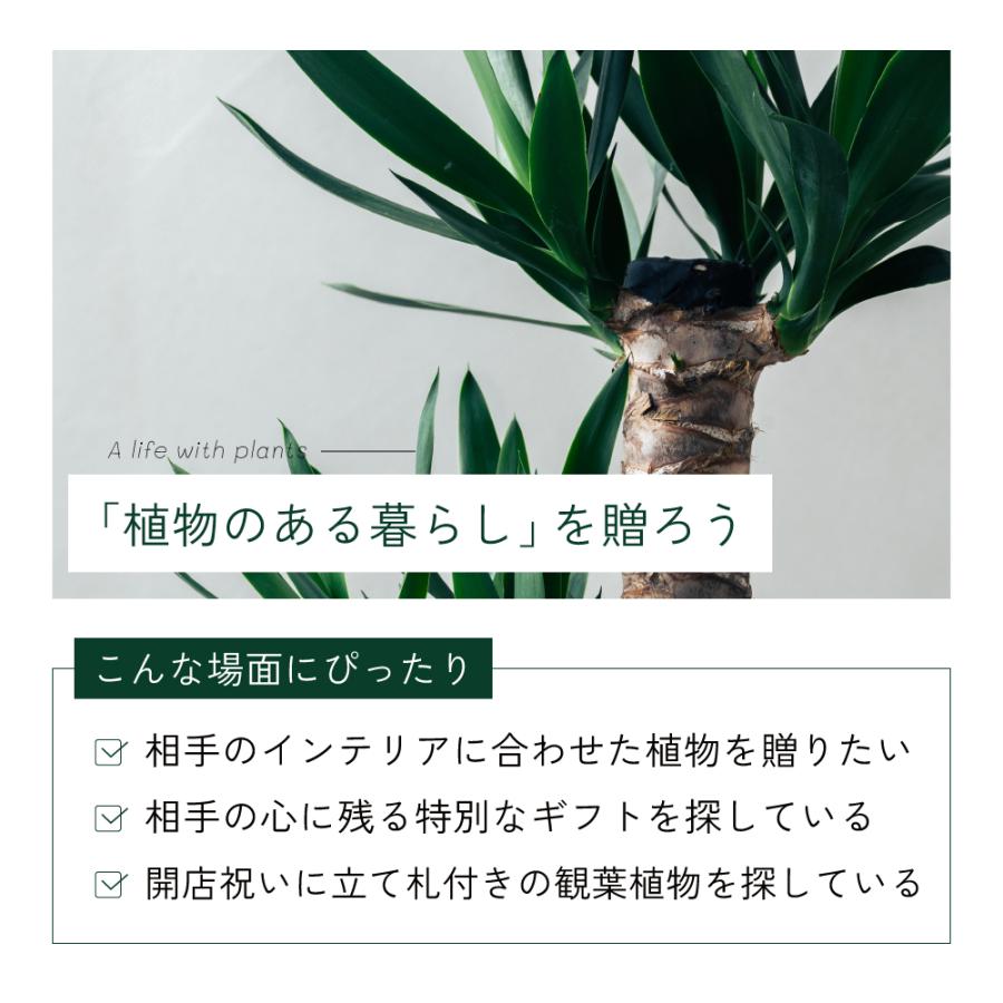 観葉植物 選べる8号鉢と鉢カバーのセットA ギフト プレゼント おしゃれ