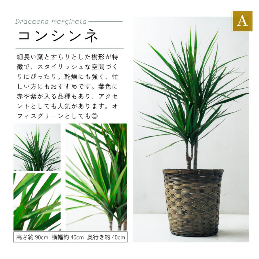 観葉植物 選べる8号鉢と鉢カバーのセットA ギフト プレゼント おしゃれ