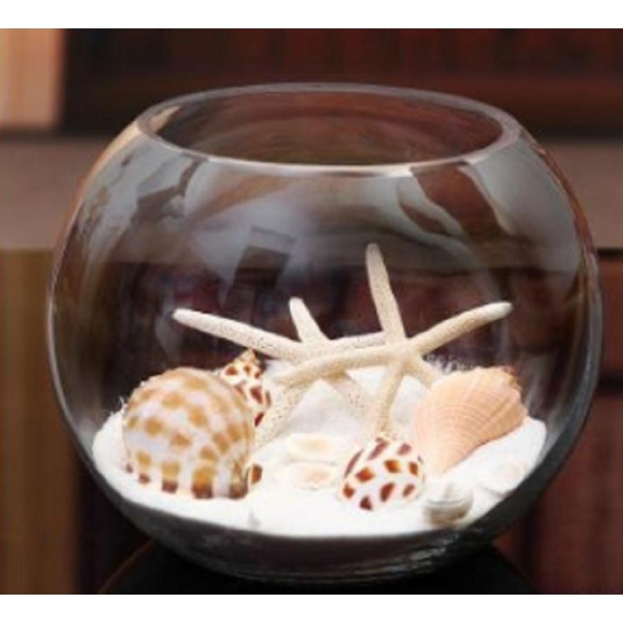 22cm 金魚鉢 テラリウム 花瓶 ガラス おしゃれ 丸い : SHOP 22cm 金魚鉢 テラリウム 花瓶 ガラス おしゃれ 丸い : SHOP