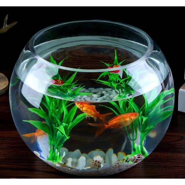 15cm 金魚鉢 テラリウム 花瓶 ガラス おしゃれ 丸い : SHOP SACHI