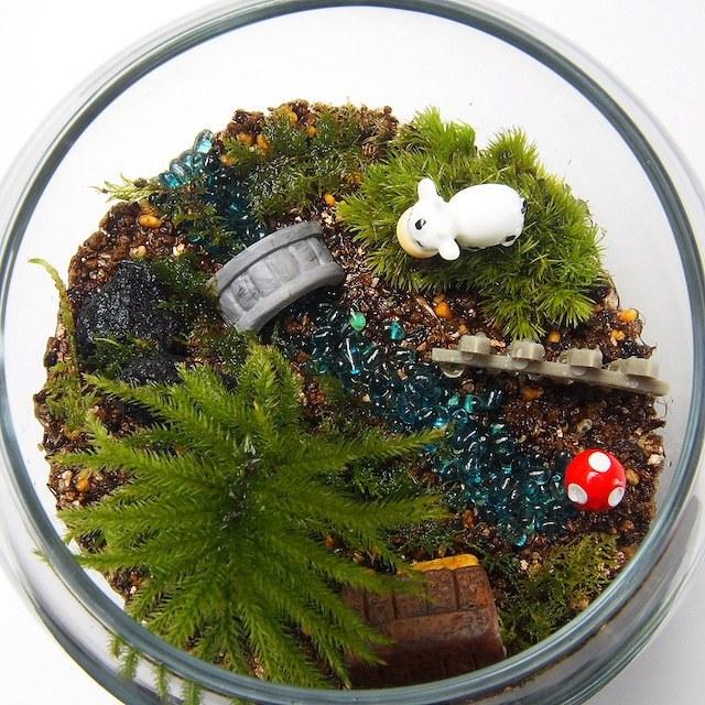 コウヤノマンネングサ 苔テラリウム 手作りキット 金魚鉢 観葉 コウヤノマンネングサ 苔テラリウム 手作りキット 金魚鉢 観葉