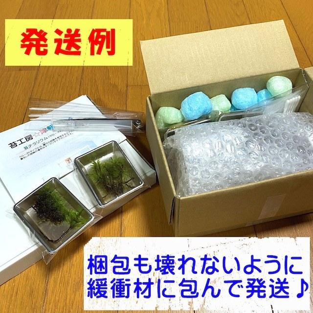 コウヤノマンネングサ 苔テラリウム 手作りキット 金魚鉢 観葉植物 ミニ テラリウム 苔 コケ 苔リウム 園芸 ガーデニング インテリア 苔盆栽 癒し moss 初心者 :1662:ココクレ - 通販 - Yahoo!ショッピング コウヤノマンネングサ 苔テラリウム 手作りキット 金魚鉢 観葉植物 ミニ テラリウム 苔 コケ 苔リウム 園芸 ガーデニング インテリア 苔盆栽 癒し moss 初心者 :1662:ココクレ - 通販 - Yahoo!ショッピング