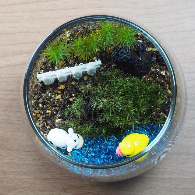ルスプリット 苔テラリウム 手作りキット 観葉植物 ミニ テラリウム 苔