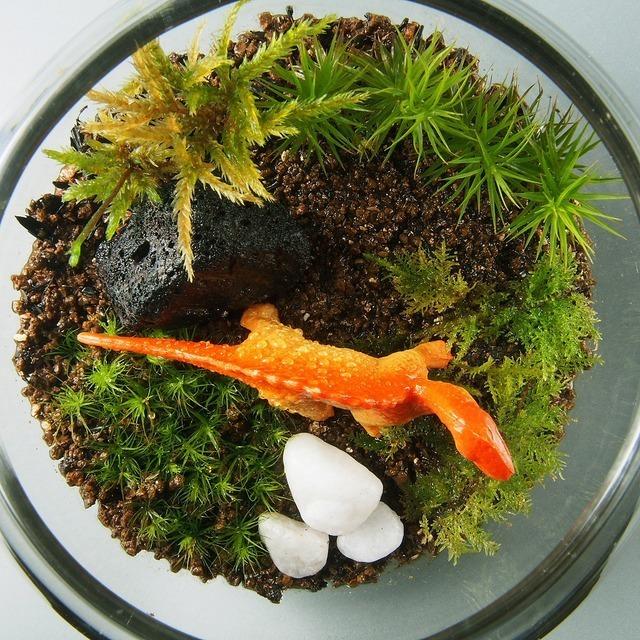 恐竜 苔テラリウム 金魚鉢 手作りキット一式 観葉植物 おしゃれ ミニ 