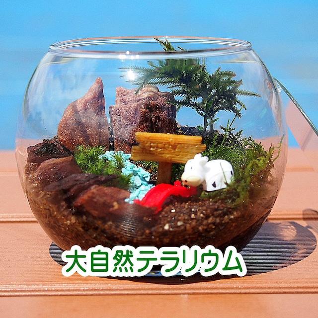 大自然コウヤノマンネングサ 苔テラリウム 手作りキット 一式 観葉植物 