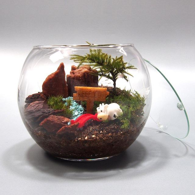 大自然コウヤノマンネングサ 苔テラリウム 手作りキット 一式 観葉植物 