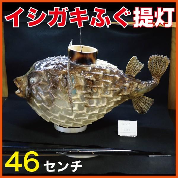 フグ提灯　ふぐ置物　剥製　イシガキフグ フグ提灯 ふぐ置物 剥製 イシガキフグ