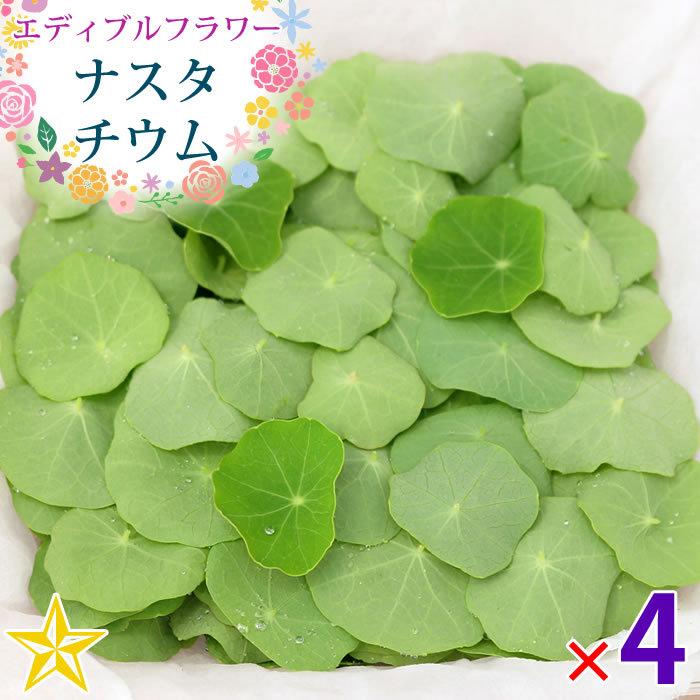 食用の葉 ナスタチウム キンレンカ 山梨県 富士吉田産 約15g 4パック Ef 0005 山梨百貨店 通販 Yahoo ショッピング