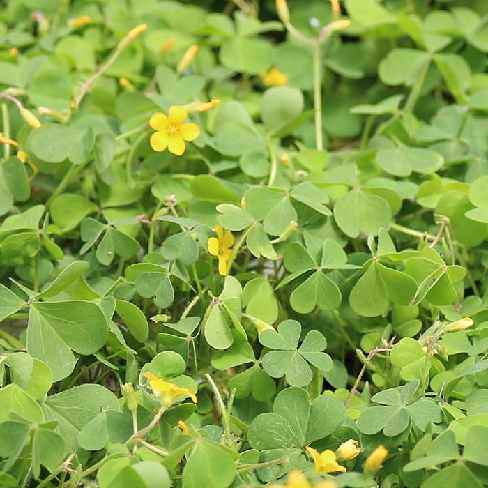 食用の葉 オキザリス クローバー型 山梨県 富士吉田産 約10g 6パック Ef 0009 ショップビジョン 通販 Yahoo ショッピング