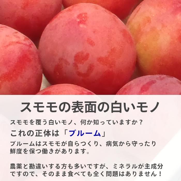 すもも プラム 山梨県 八代産 送料無料 農家直送 ふみしゅり 大石早生