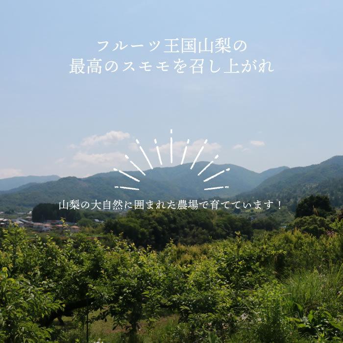すもも プラム 山梨県 八代産 送料無料 農家直送 ふみしゅり 菅野中生 1.8kg箱 (18〜24玉)