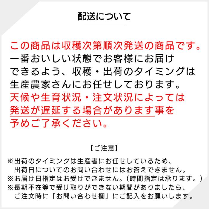 すもも プラム 山梨県 八代産 送料無料 農家直送 ふみしゅり 菅野中生 1.8kg箱 (18〜24玉)
