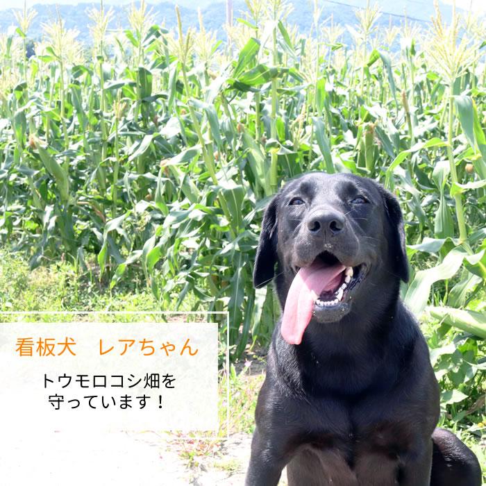 とうもろこし 甘々娘 (かんかんむすめ) 5〜6本 ふぁーむわたなべ