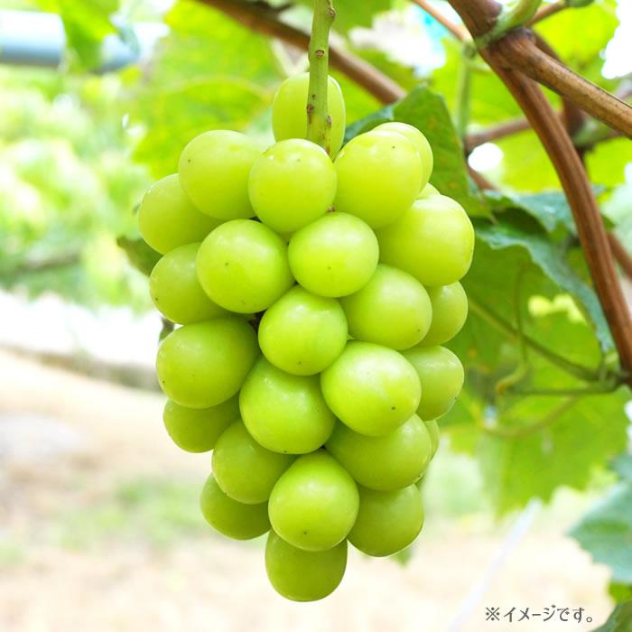送料無料】 山梨県産ぶどう シャインマスカット 2kg箱(3〜5房) 中澤