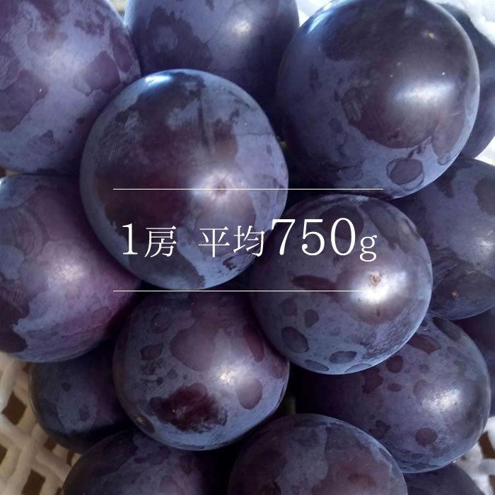 ぶどう 藤稔 山梨県産 送料無料 農家直送 種なしブドウ 大粒品種 荻野さんのぶどう 藤稔(ふじみのり) 大房 4kg箱 （4〜6房） 藤稔