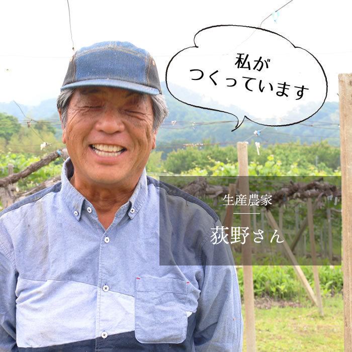 ぶどう 藤稔 山梨県産 送料無料 農家直送 種なしブドウ 大粒品種 荻野さんのぶどう 藤稔(ふじみのり) 大房 4kg箱 （4〜6房） 藤稔
