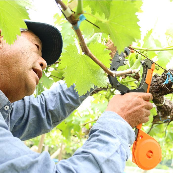 ぶどう 藤稔 山梨県産 送料無料 農家直送 種なしブドウ 大粒品種 荻野さんのぶどう 藤稔(ふじみのり) 大房 4kg箱 （4〜6房） 藤稔