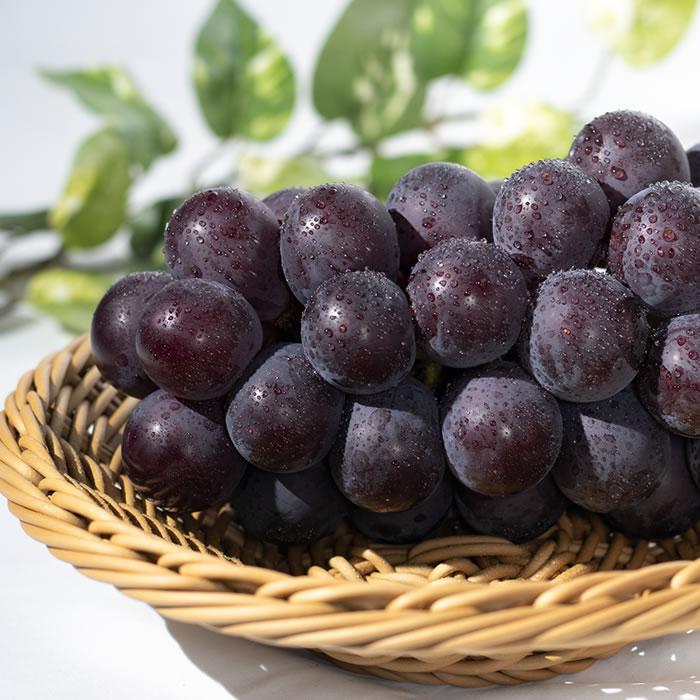 ぶどう 藤稔 山梨県産 送料無料 農家直送 種なしブドウ 大粒品種 荻野さんのぶどう 藤稔(ふじみのり) 大房 4kg箱 （4〜6房） 藤稔