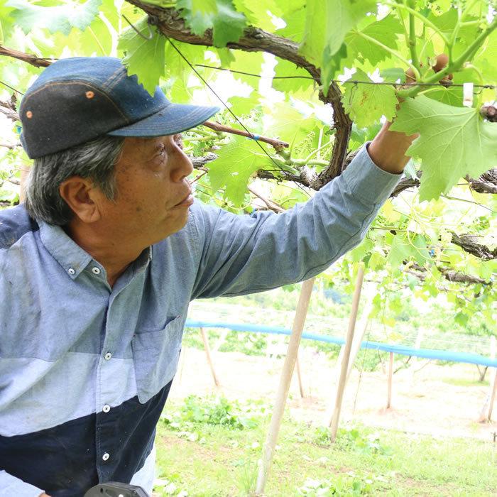 ぶどう 藤稔 山梨県産 送料無料 農家直送 種なしブドウ 大粒品種 荻野さんのぶどう 藤稔(ふじみのり) 大房 4kg箱 （4〜6房） 藤稔