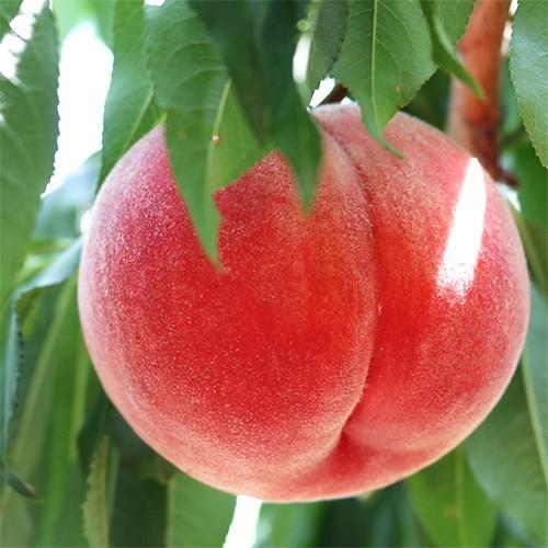 もも 白桃 白鳳 山梨県産 送料無料 朝取 新鮮 農家直送 桃 3kg箱 (8 