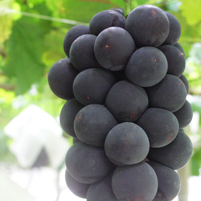 ぶどう 巨峰 山梨県産 送料無料 農家直送 種なしブドウ 巨峰6kg箱 (10