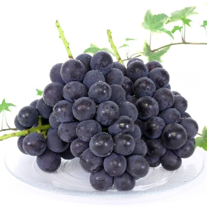 ぶどう 巨峰 山梨県産 送料無料 農家直送 種なしブドウ 巨峰6kg箱 (10