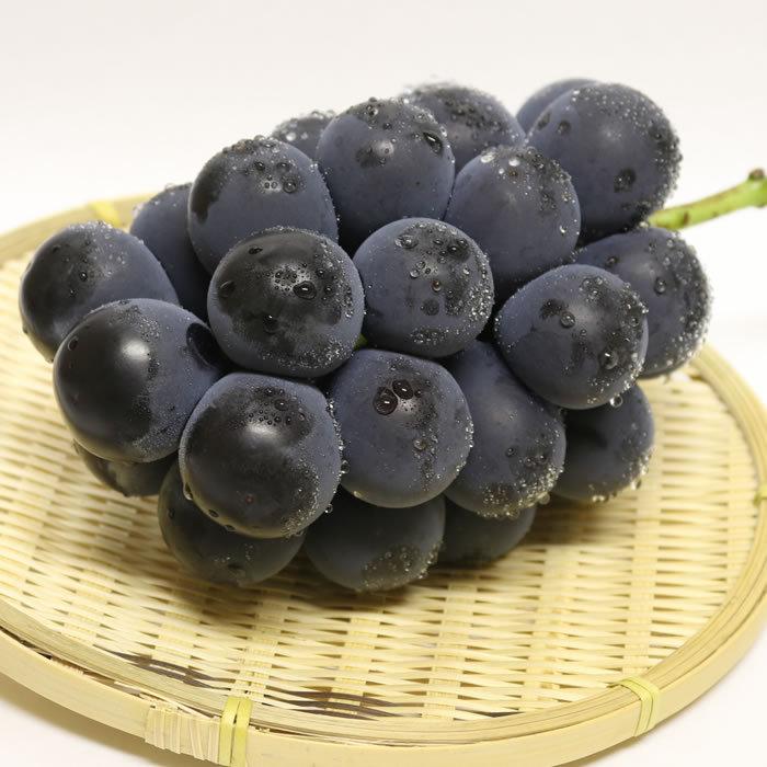 ぶどう 藤稔 山梨県産 送料無料 農家直送 種なしブドウ 大粒品種 藤稔