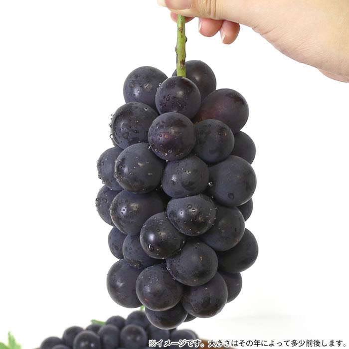 あゆさま専用　山梨県産ぶどう 種なし 巨峰  家庭用 4kg あゆさま専用 山梨県産ぶどう 種なし 巨峰 家庭用 4kgの通販 by