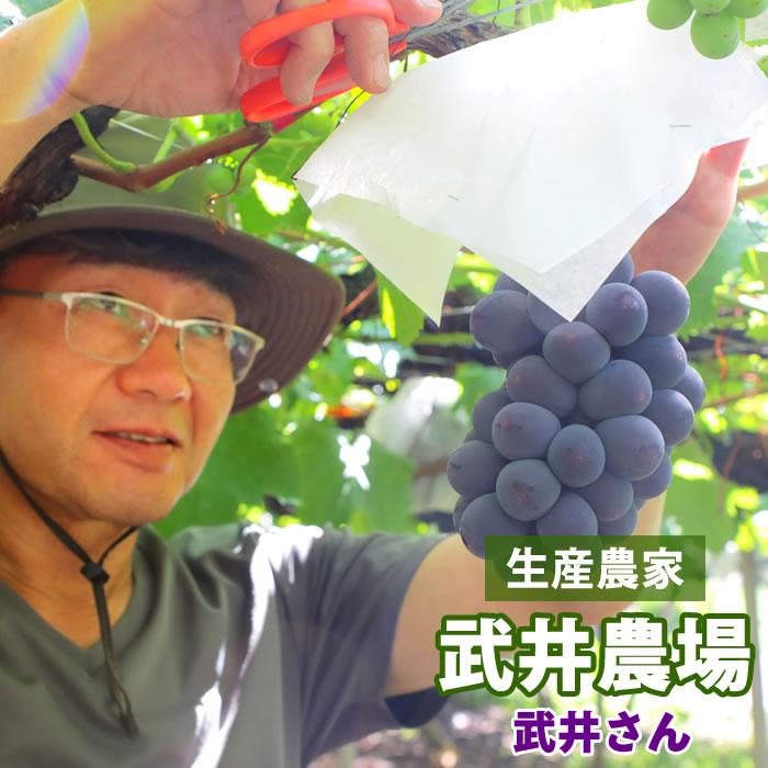 ぶどう 藤稔 山梨県産 送料無料 農家直送 種なしブドウ 大粒品種 藤稔