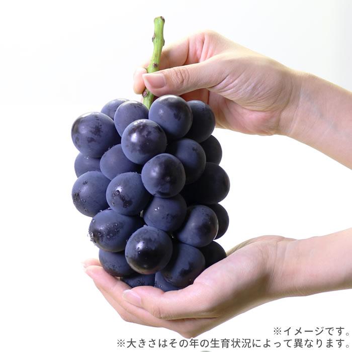 ぶどう 藤稔 山梨県産 送料無料 農家直送 種なしブドウ 大粒品種 藤稔