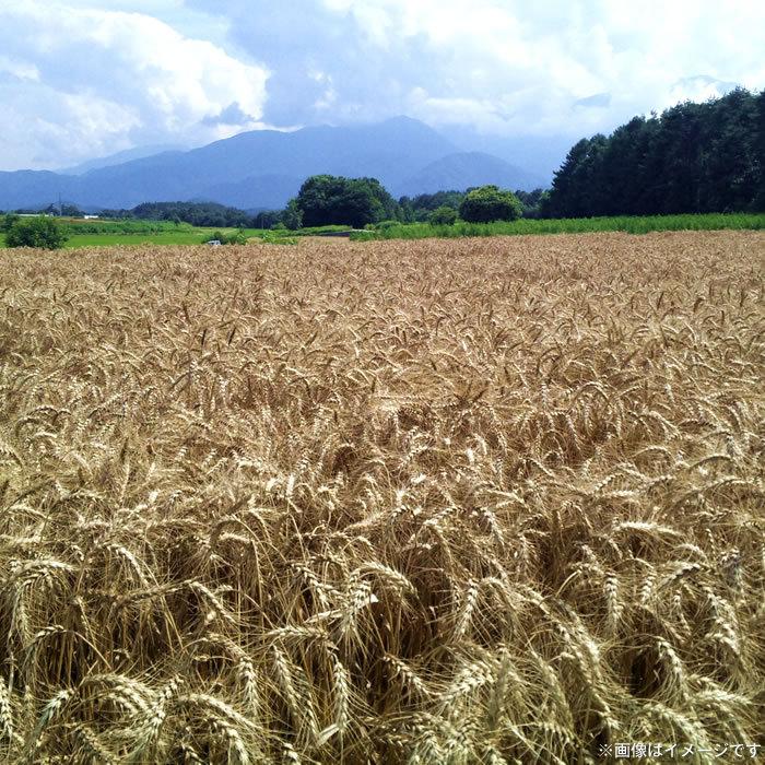 ほうとう 山梨県 ご当地グルメ ご当地麺 地粉ほうとう 3人前 横内製麺｜shopvision｜05