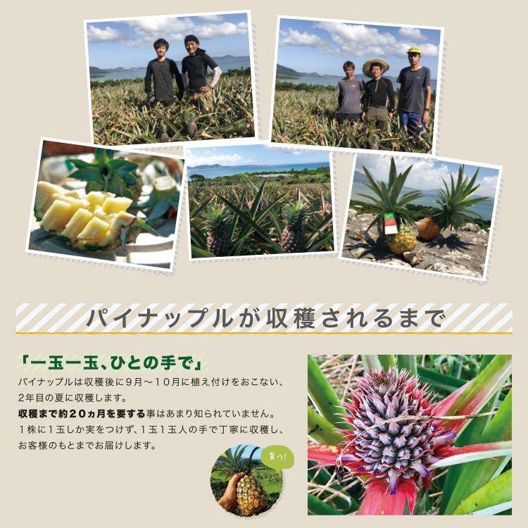 【４月下旬〜６月上旬発送】石垣島産 パイナップル・ピーチ種 約１kg（1〜２玉) 国産 パイナップル 沖縄 高級 贈答 プレゼント 希少 送料無料｜shopyaeyama｜06