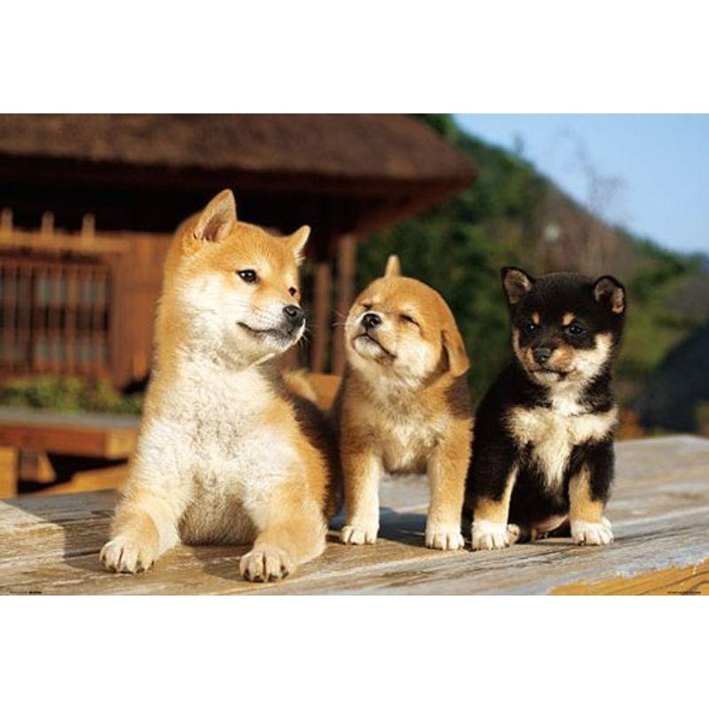 1000ピース ジグソーパズル 縁側ともだち 49x72cm パズル 迷路ゲーム Robertoortiz Com Co