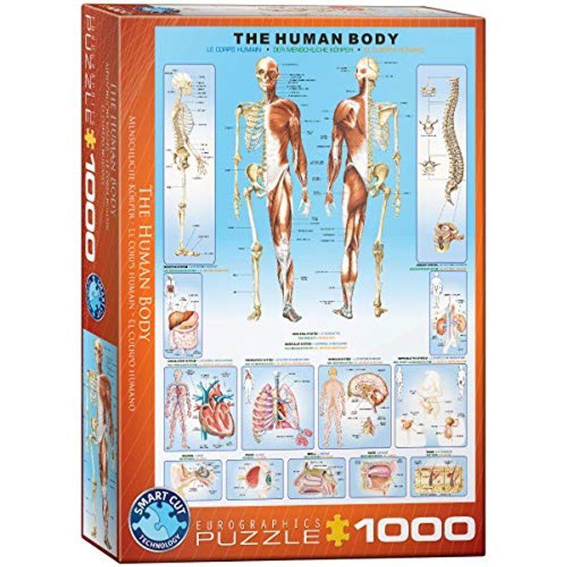 1000ピース ジグソーパズル ユーログラフィックス 人体 6000-1000 パズル、迷路ゲーム