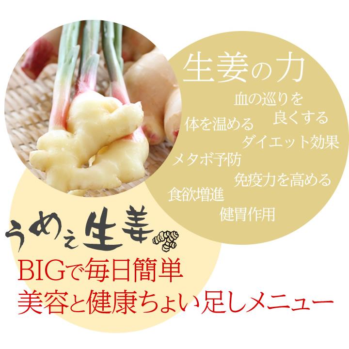 ［訳あり］賞味期限2026年7月14日　BIGサイズ うめぇ生姜（梅）240g 1本 |  | 05