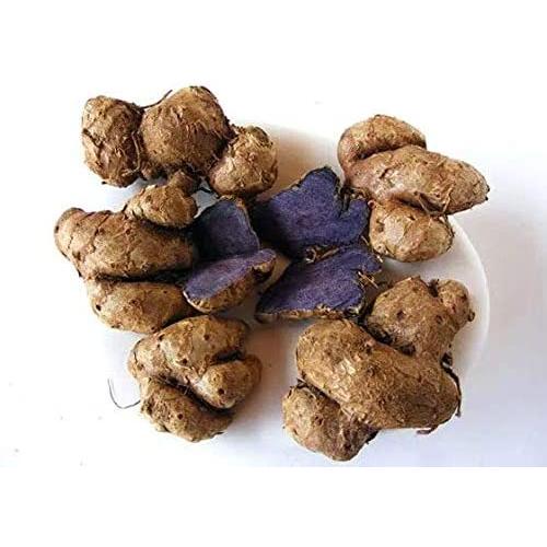 完売御礼】タイ産 黒生姜/ブラックジンジャー/クラチャイダムのタネ お