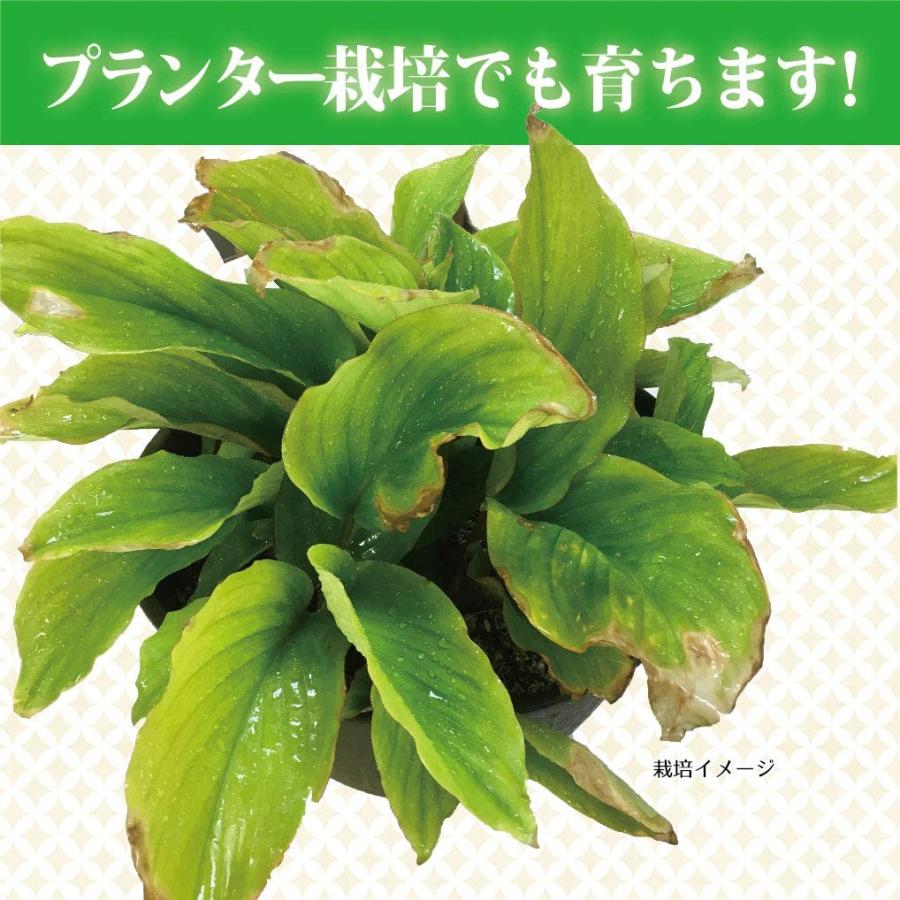 完売御礼】タイ産 黒生姜/ブラックジンジャー/クラチャイダムのタネ お