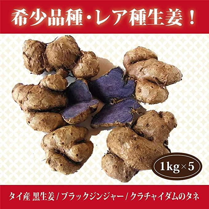 タイ産 黒生姜/ブラックジンジャー/クラチャイダムのタネ 1kg×5 送料無料（沖縄除く）（Yahoo!・生姜工房）