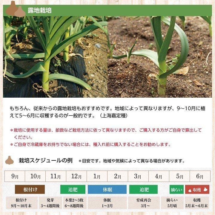 上海嘉定種紫 バラシにんにく 5kg 中国産 送料無料（沖縄除く）※バラした状態でのお届けになります |  | 09