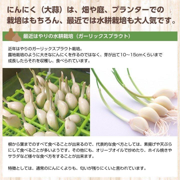 数量限定！500ケースのみ！金郷種ホワイト にんにく種球 1kg×10ネット