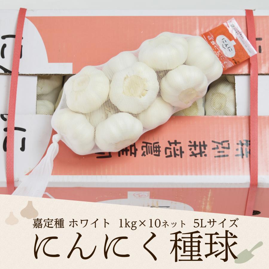 にんにくん 予約商品]2025年度産 嘉定種ホワイトにんにく種球（5L） 1kg×10ネット