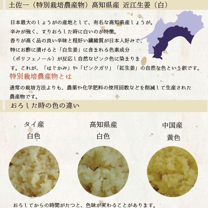 最大88%OFFクーポン 食用 高知県産近江生姜 白 1kg babylonrooftop.com.au