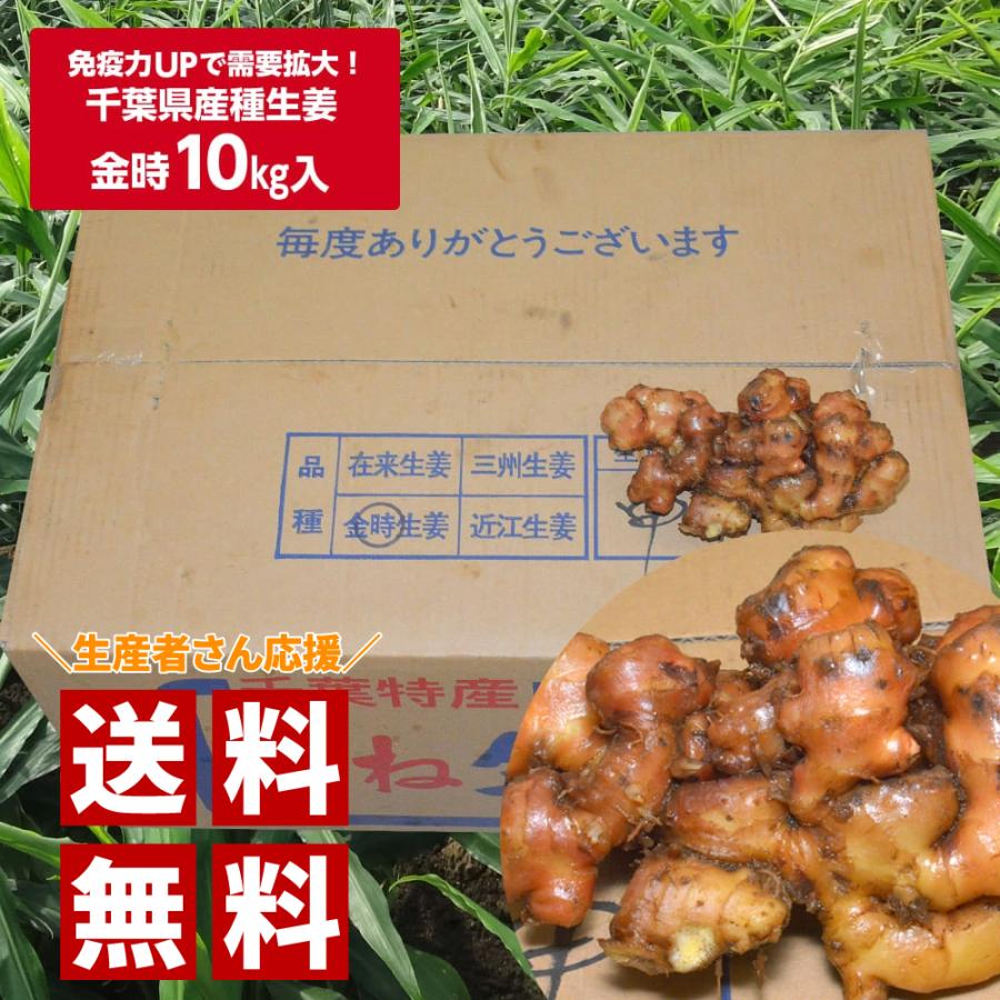 種生姜10kg 種生姜 手のひらサイズ 10kg 【公式通販】