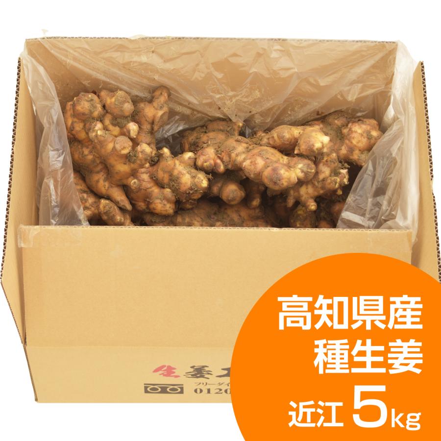 種生姜 高知県産近江生姜（白）5kg : 生姜工房 - 通販 - Yahoo